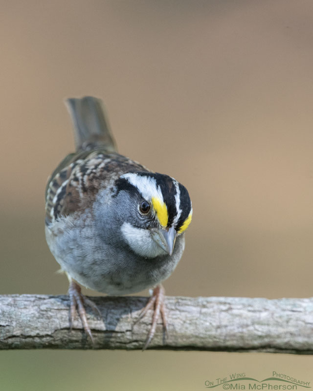 Spring adult White-throated Sparrow, Sebastian County, Arkansas