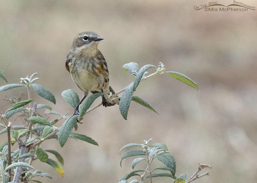 Fall Yellow-rumped Warbler on a butterfly bush, Sebastian County, Arkansas