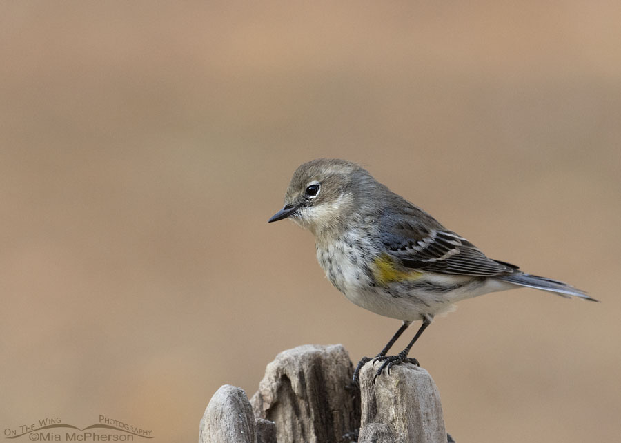 Autumn Yellow-rumped Warbler in Arkansas, Sebastian County