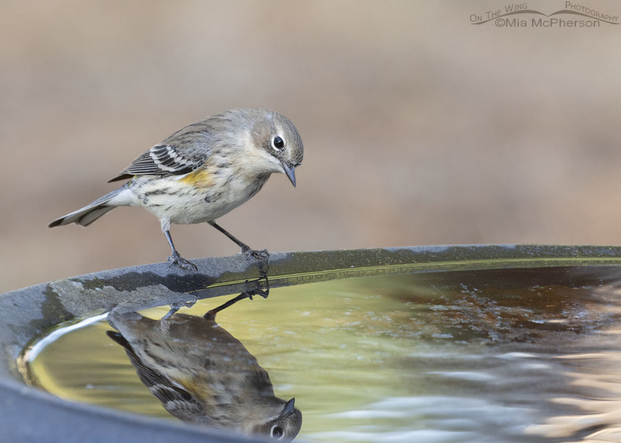 Yellow-rumped Warbler in fall with reflection in a birdbath, Sebastian County, Arkansas