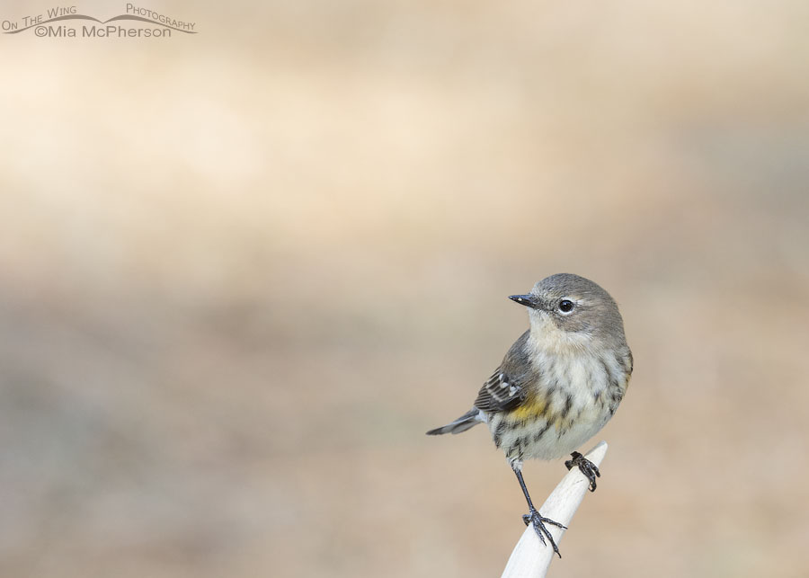 Yellow-rumped Warbler on a shed antler, Sebastian County, Arkansas