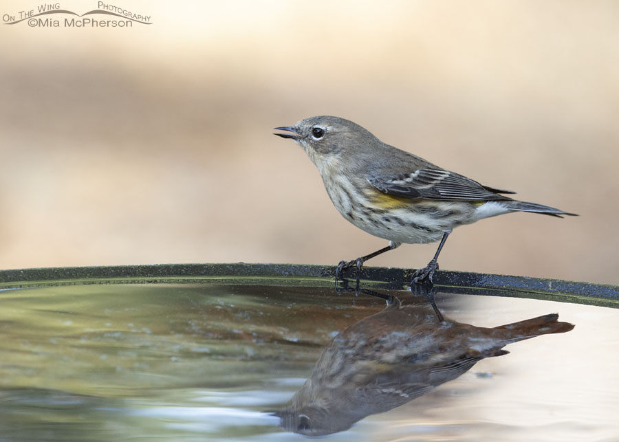 Fall Yellow-rumped Warbler on a birdbath, Sebastian County, Arkansas