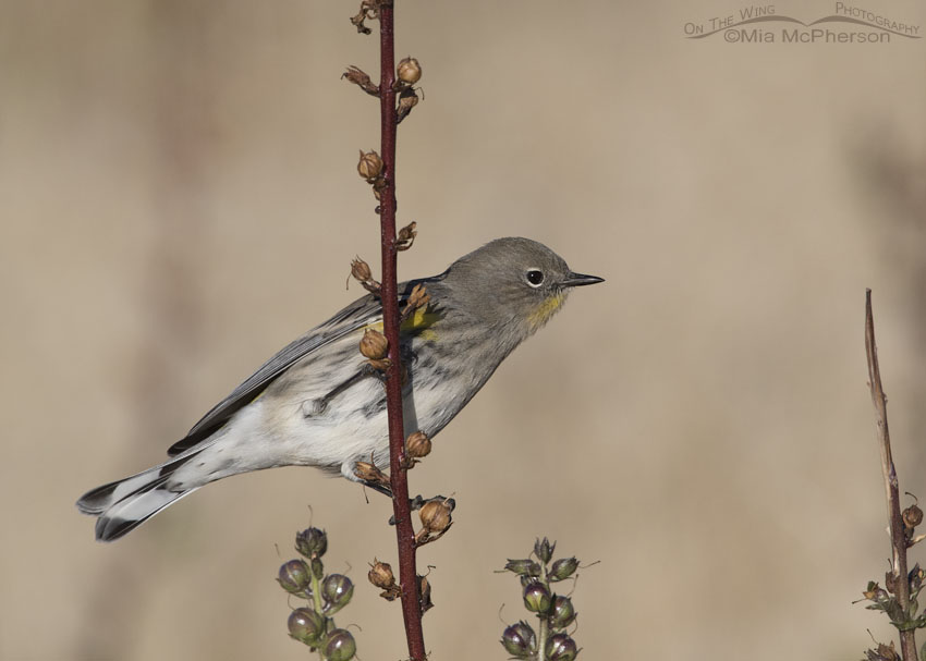 Mullein & Yellow-rumped Warbler during Autumn migration, Antelope Island State Park, Davis County, Utah