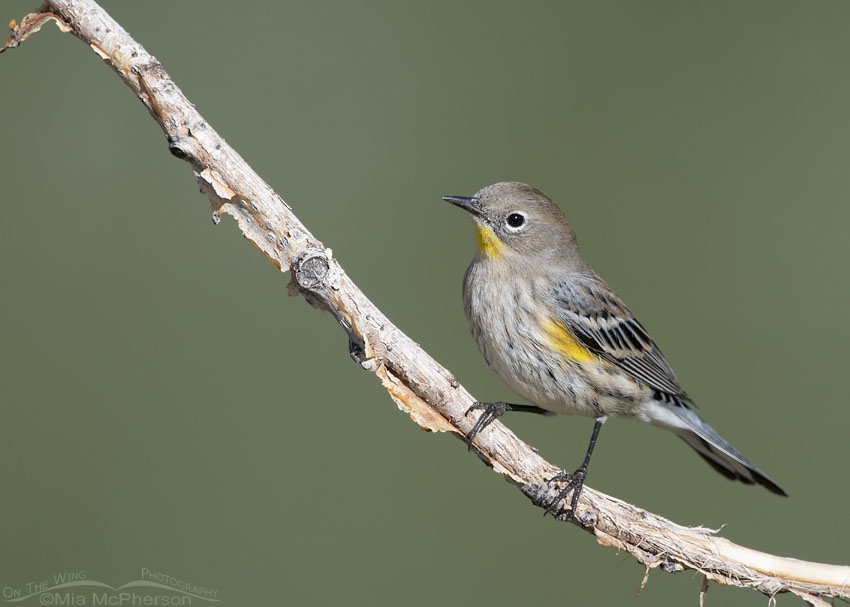 Yellow-rumped Warbler in nonbreeding plumage during Autumn migration, Salt Lake County, Utah