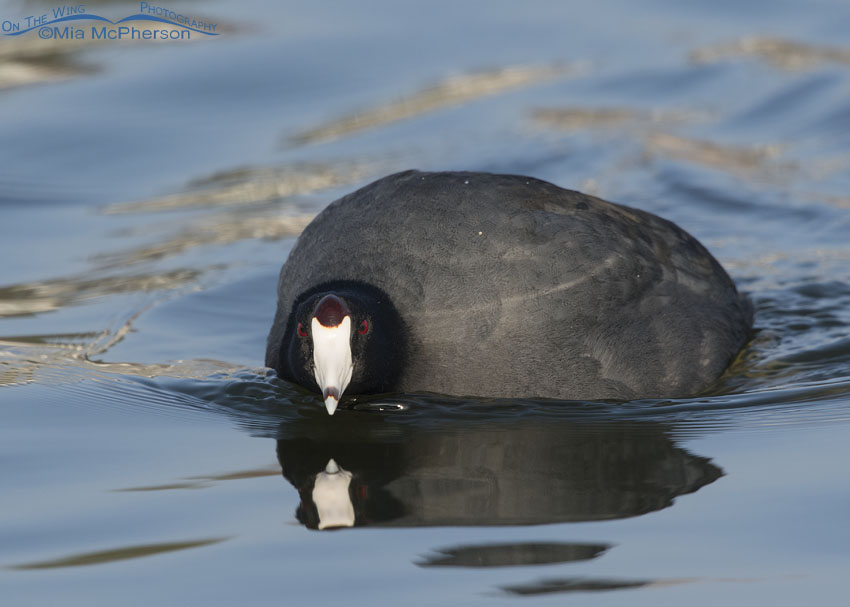 American Coot exhibiting patrolling behavior, Salt Lake County, Utah