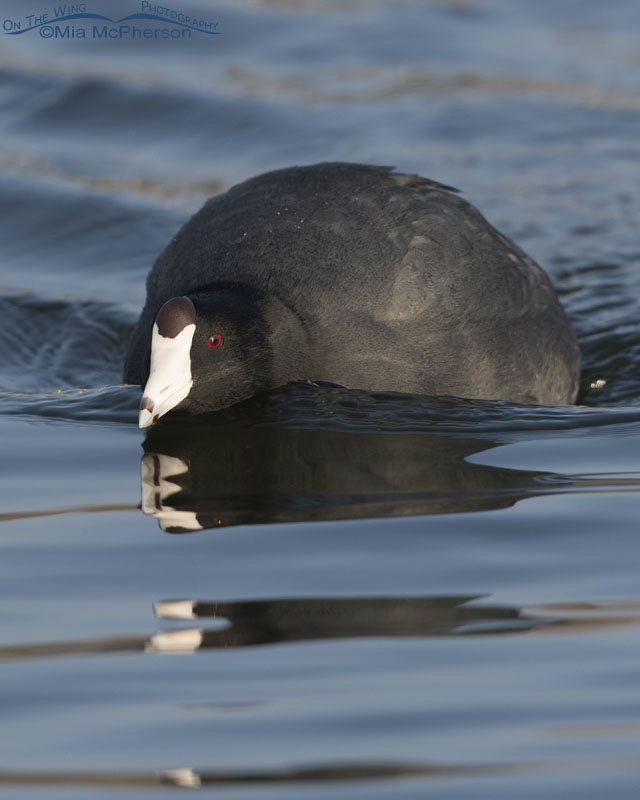 American Coot on patrol, Salt Lake County, Utah