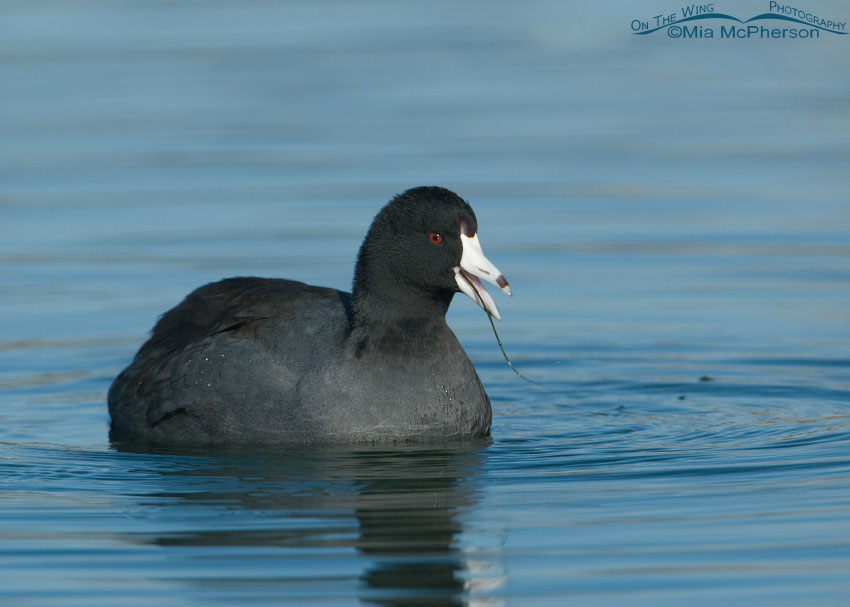 American Coot munching on food, Salt Lake County, Utah