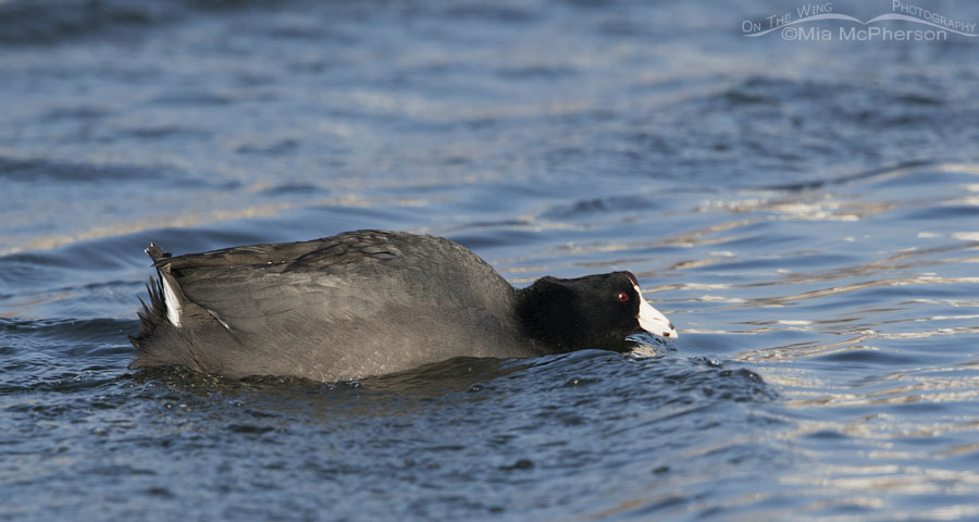 Aggressive American Coot, Salt Lake County, Utah