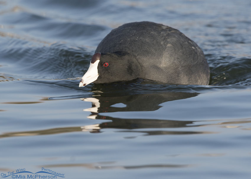 American Coot swimming with head low to the water, Salt Lake County, Utah