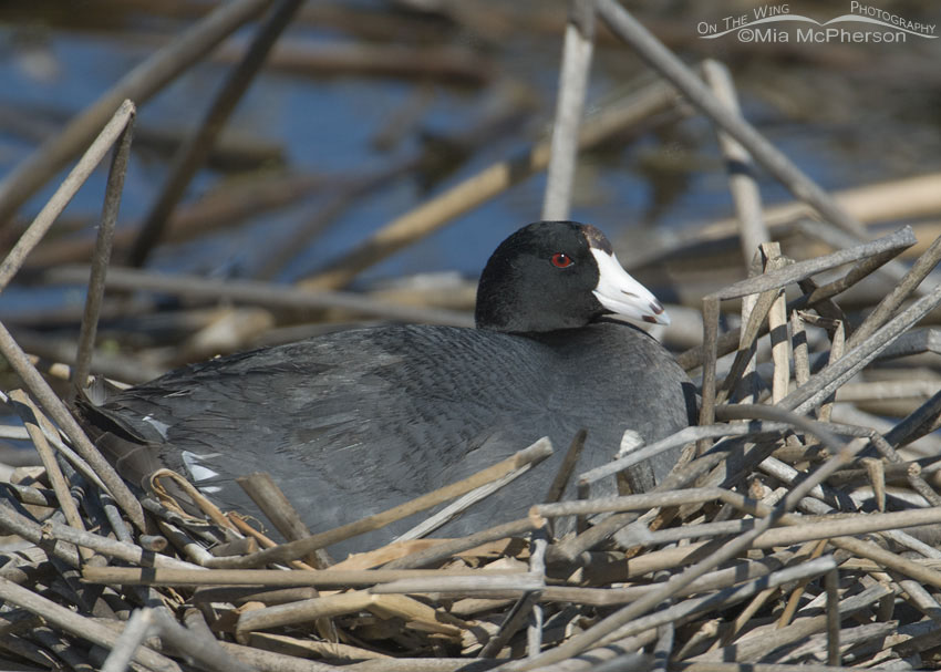 Nesting American Coot at Bear River Migratory Bird Refuge, Utah