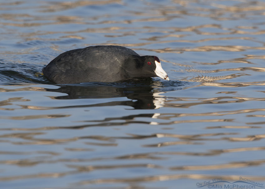 American Coot patrolling a pond, Salt Lake County, Utah