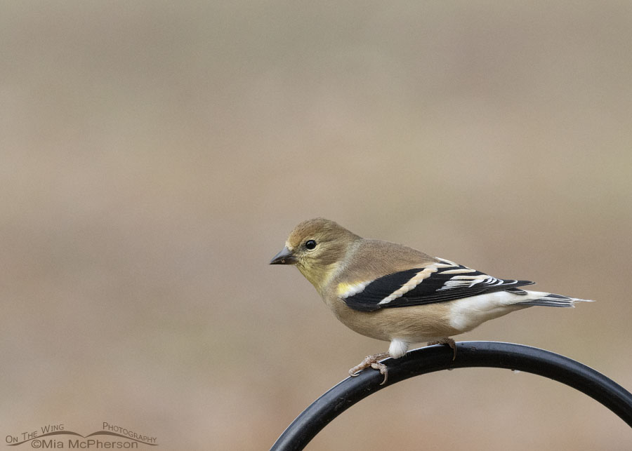 American Goldfinch in nonbreeding plumage in Arkansas, Sebastian County