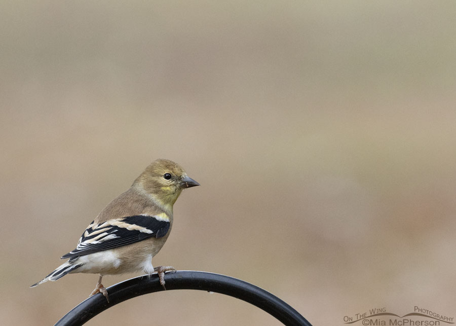 American Goldfinch on a fall morning in Arkansas, Sebastian County