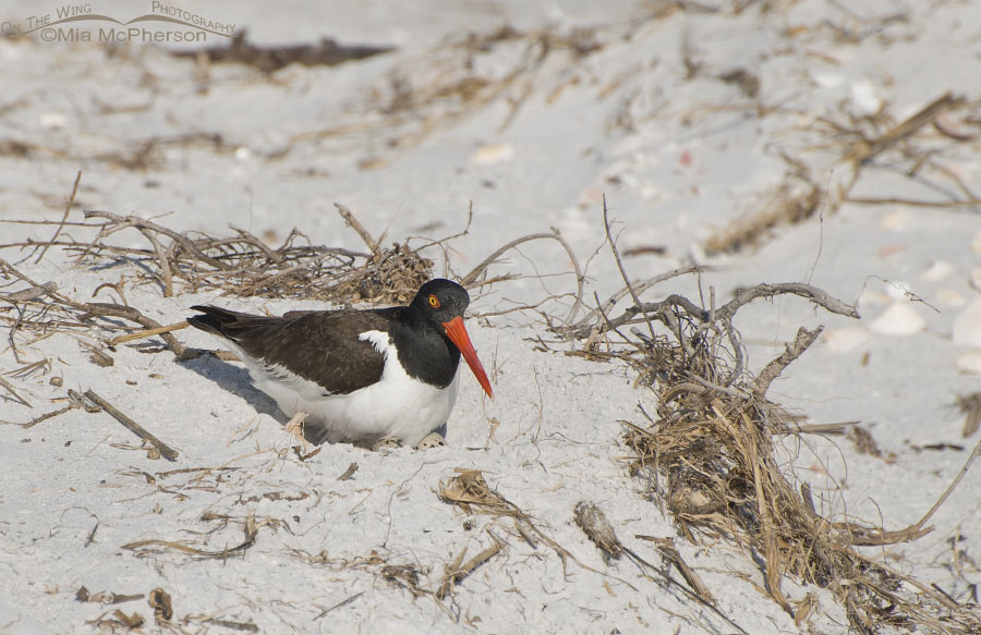 Oystercatcher on nest with eggs on the dunes of the north beach of Fort De Soto County Park, Pinellas County, Florida