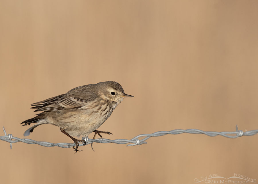 American Pipit on a cold November morning, Farmington Bay WMA, Davis County, Utah