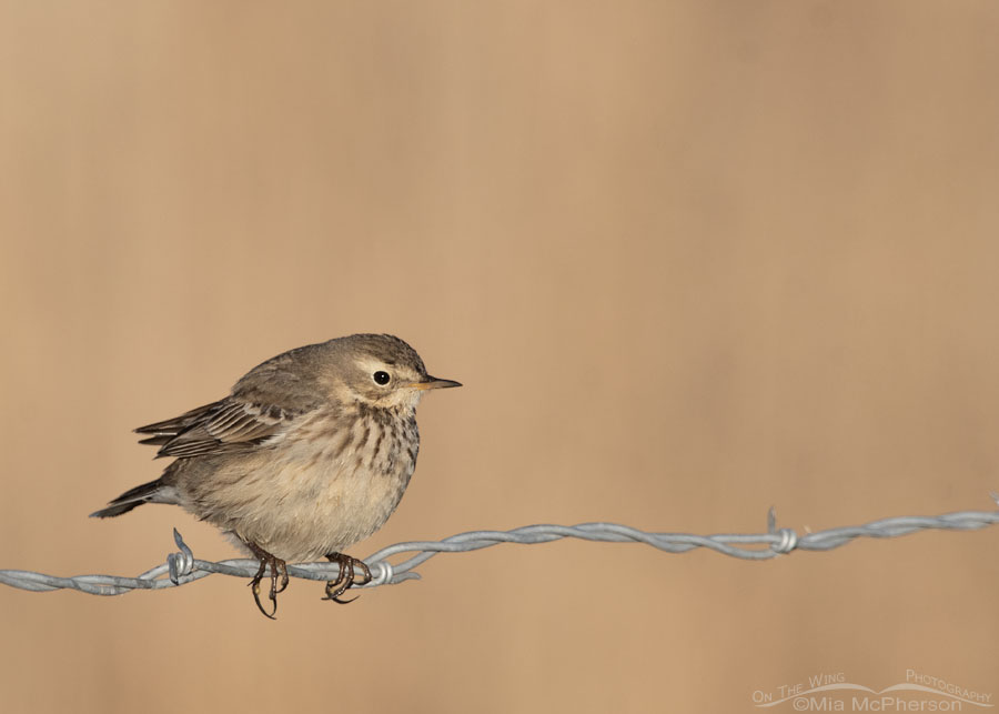 Fluffy American Pipit, Farmington Bay WMA, Davis County, Utah