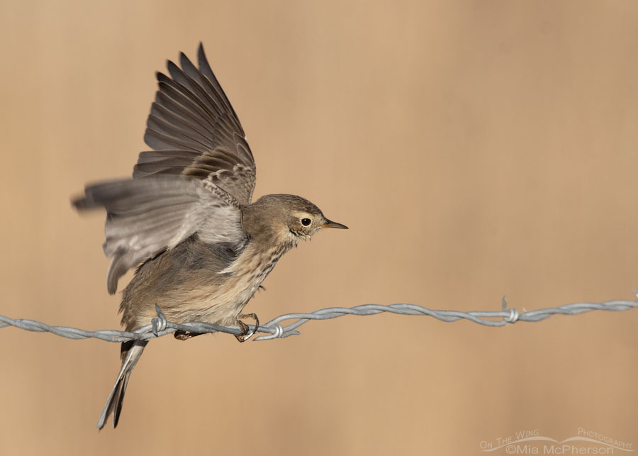 American Pipit on a barbed wire fence, Farmington Bay WMA, Davis County, Utah