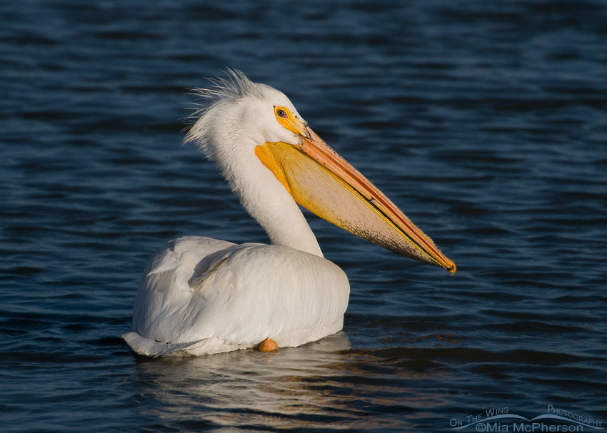 American White Pelican at Bear River Bird Refuge in Box Elder County, Utah