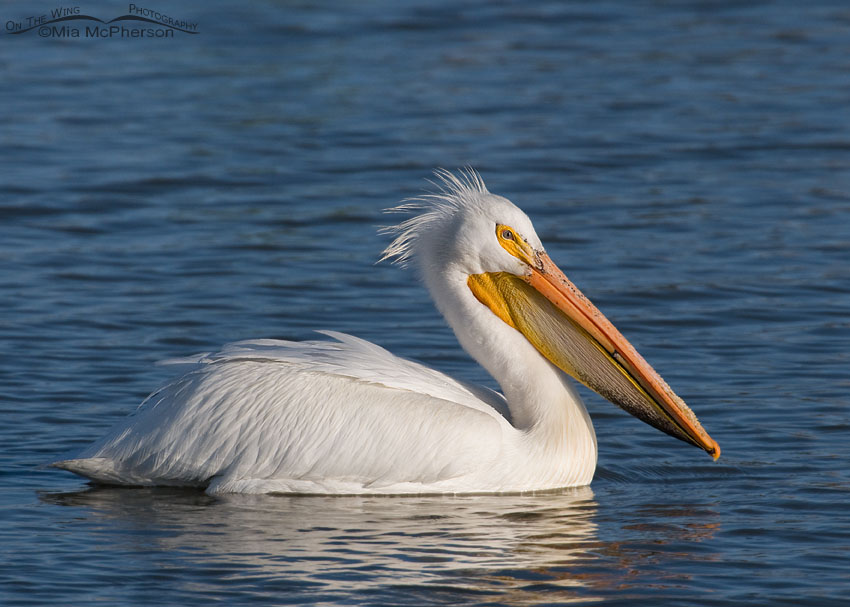 American White Pelican afloat on the Bear River, Bear River Migratory Bird Refuge, Box Elder County, Utah