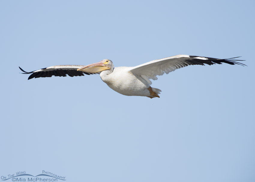 American White Pelican soaring over Bear River Migratory Bird Refuge, Box Elder County, Utah