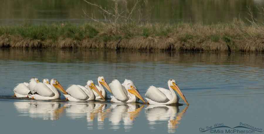 Flock of White Pelicans, Farmington Bay WMA, Davis County, Utah