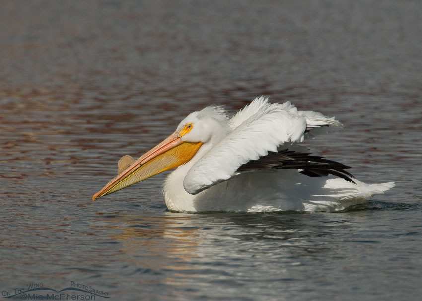 Fluffed up American White Pelican, Salt Lake County, Utah