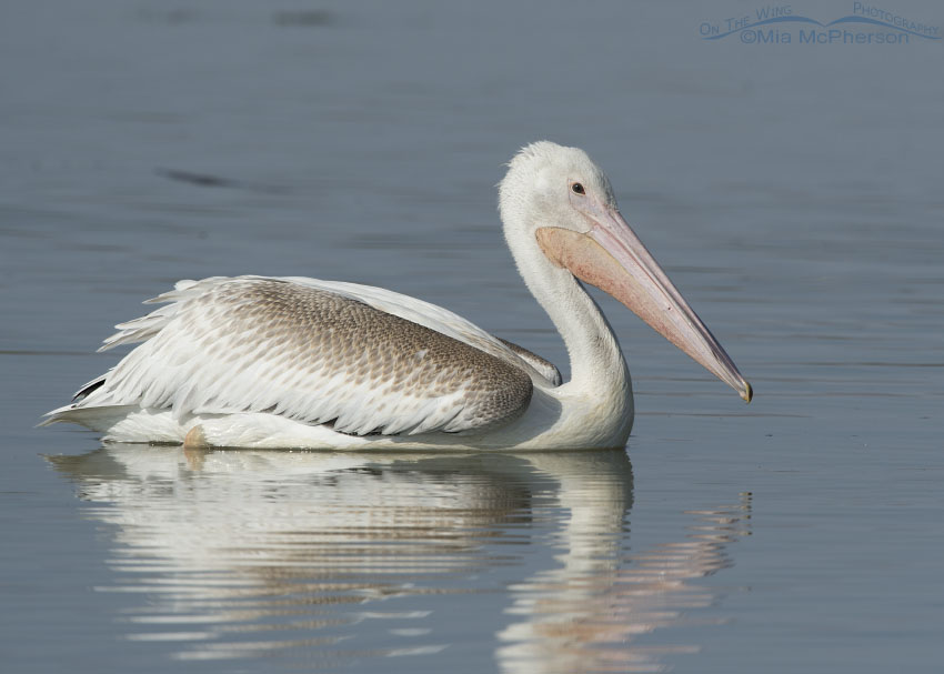 Juvenile American White Pelican, Bear River Migratory Bird Refuge, Box Elder County, Utah