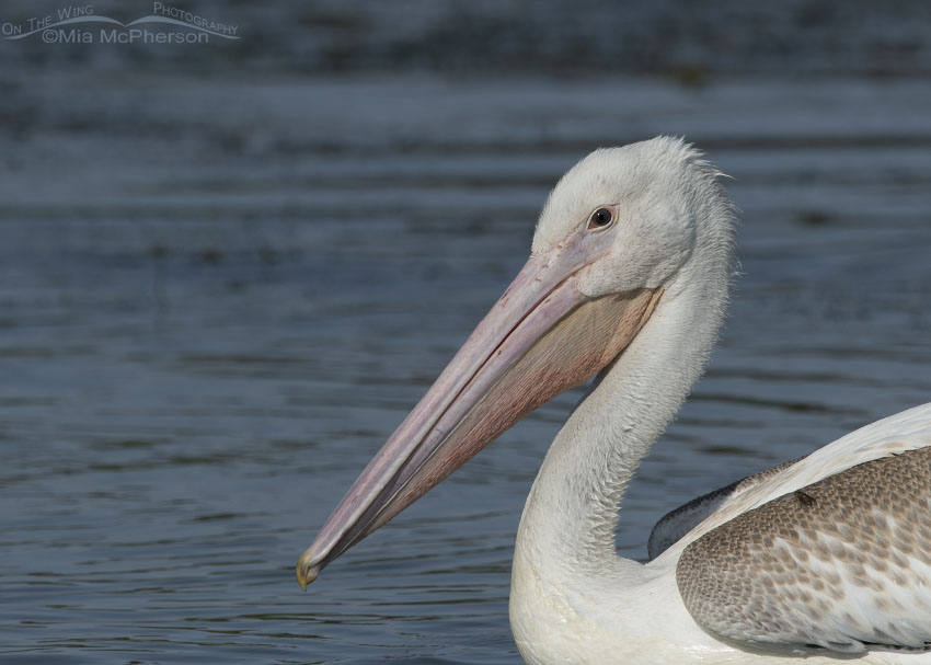 Juvenile American White Pelican close up with a horse fly, Bear River Migratory Bird Refuge, Box Elder County, Utah