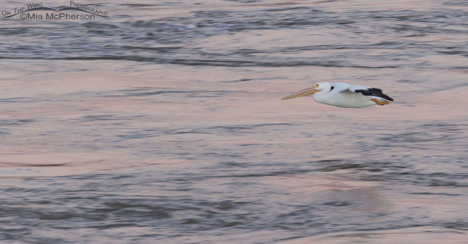 American White Pelican flying over the Arkansas River during "pink hour", Robert S. Kerr Lock and Dam, Le Flore County, Oklahoma