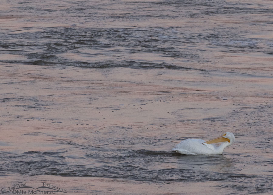 American White Pelican preening on the Arkansas River at dawn, Robert S. Kerr Lock and Dam, Le Flore County, Oklahoma