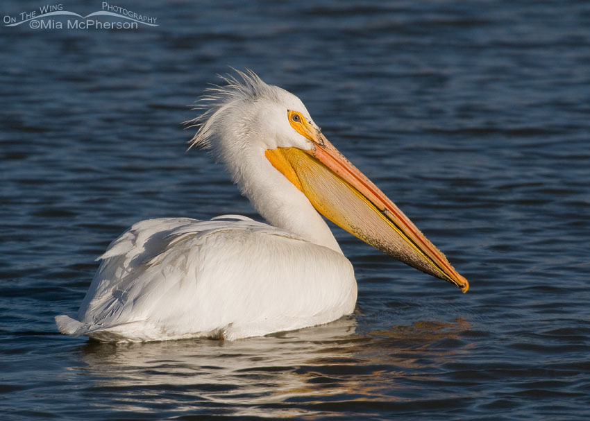 Adult American White Pelican, Bear River Migratory Bird Refuge, Box Elder County, Utah