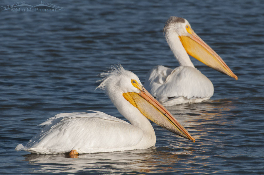 American White Pelicans near the auto tour loop at BRMBR, Bear River Migratory Bird Refuge, Box Elder County, Utah