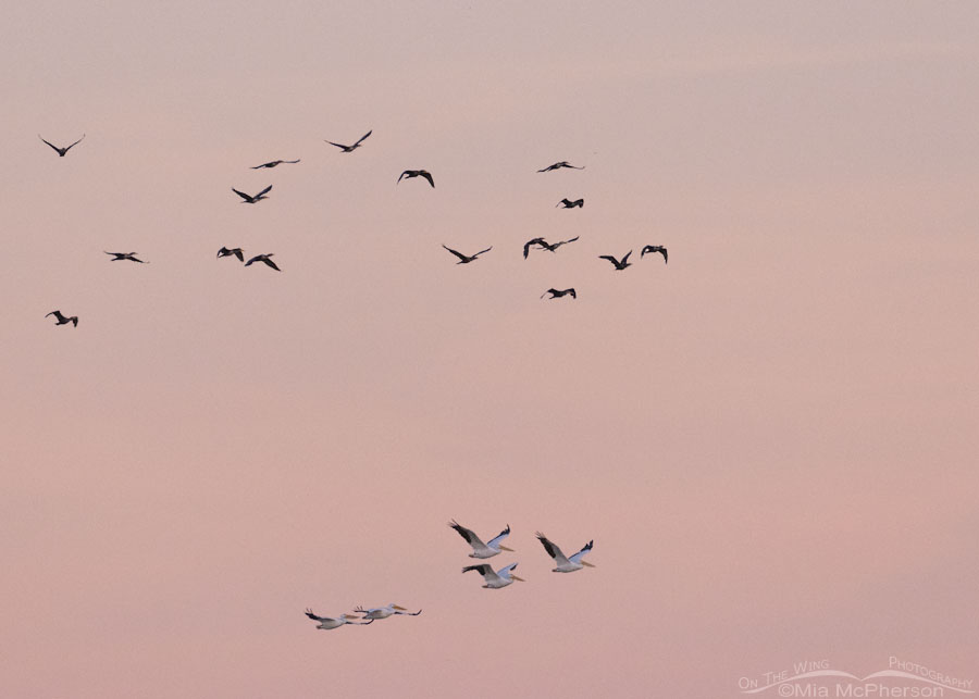 American White Pelicans and Double-crested Cormorants over the Arkansas River in early morning light, Robert S. Kerr Lock and Dam, Le Flore County, Oklahoma