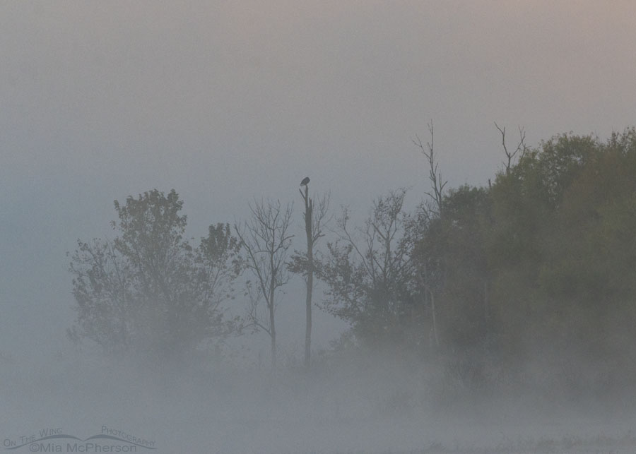 Bald Eagle in a fog on Charleston Lake Park, Franklin County, Arkansas