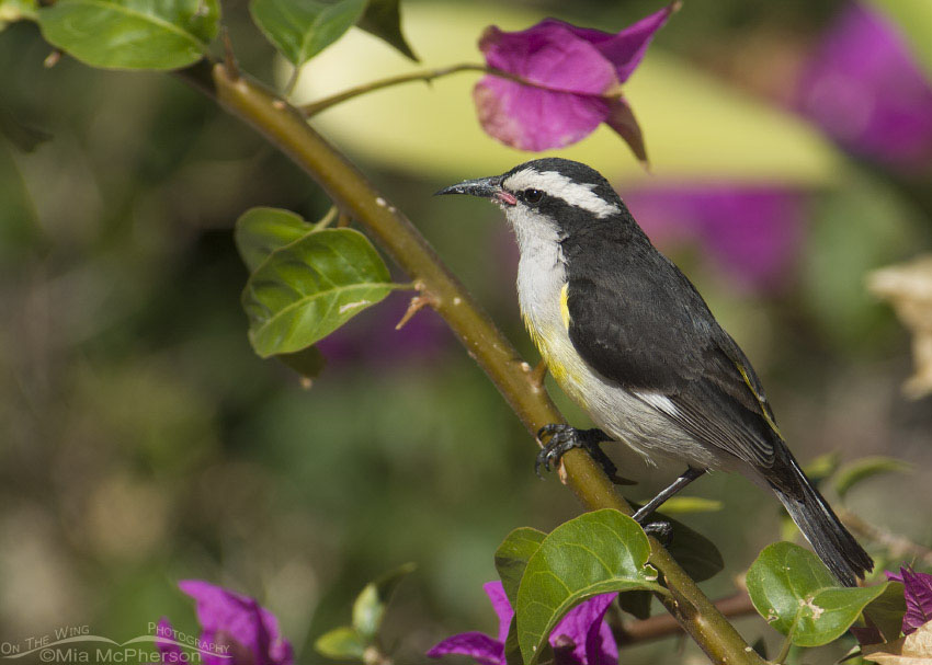 Bananaquit in Bougainvillea, Half Moon Cay, Bahamas