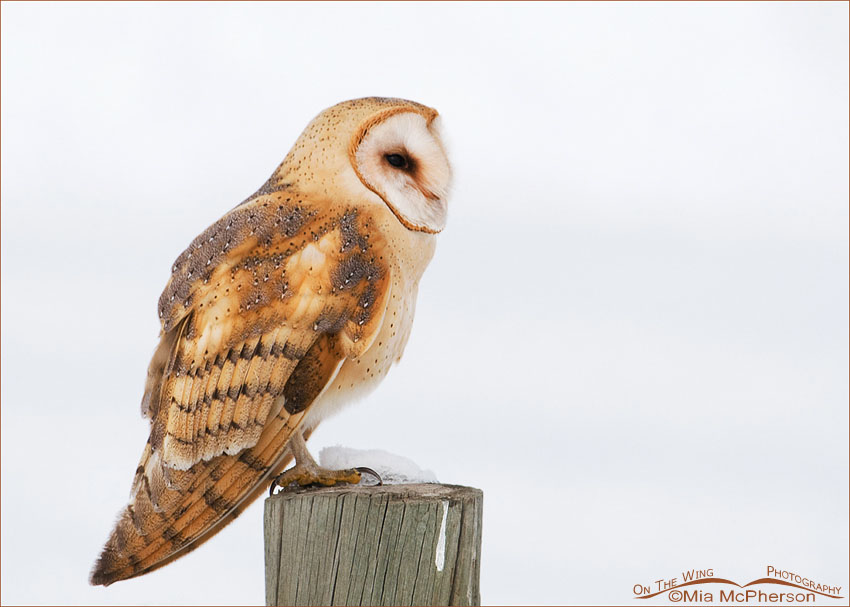 Perched American Barn Owl - High Key due to a snowy field in the background. Farmington Bay WMA, Davis County, Utah