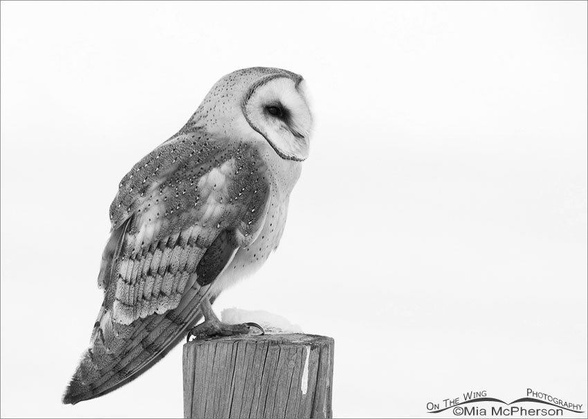 Perched American Barn Owl - Black and White, Farmington Bay WMA, Davis County, Utah