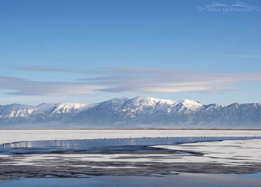 Gulls on the edge of the ice at Bear River MBR, Box Elder County, Utah