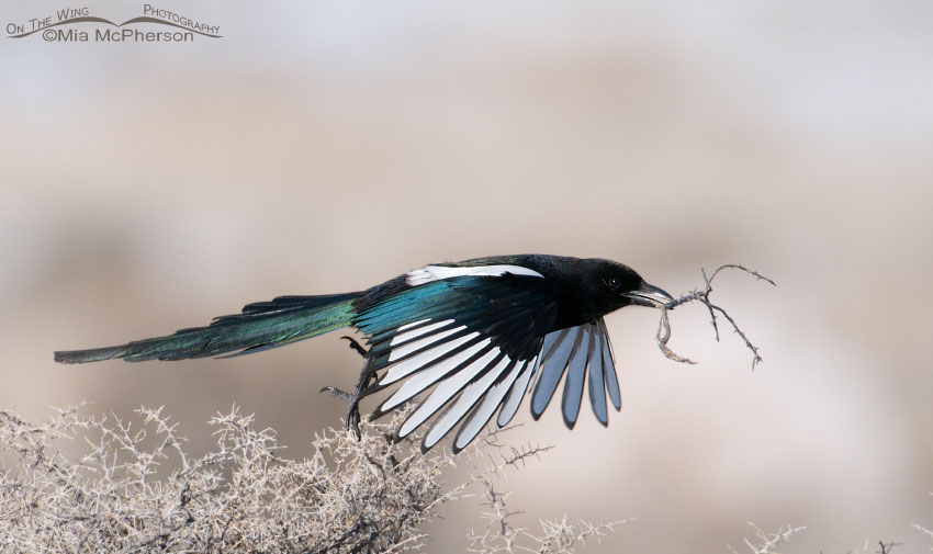 Black-billed Magpie lifting off from a bush with a twig, Antelope Island State Park, Davis County, Utah