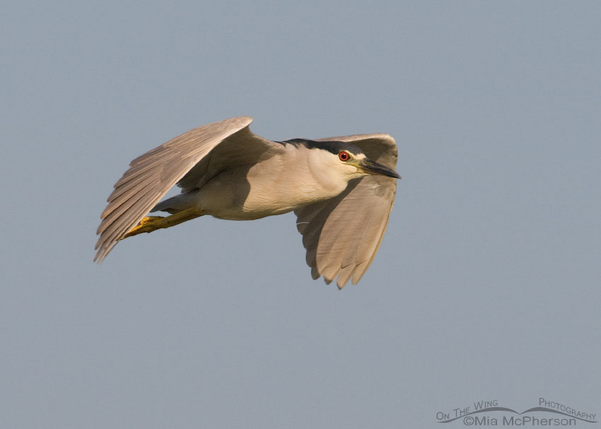 Black-crowned Night Heron fly by, Bear River Migratory Bird Refuge, Box Elder County, Utah