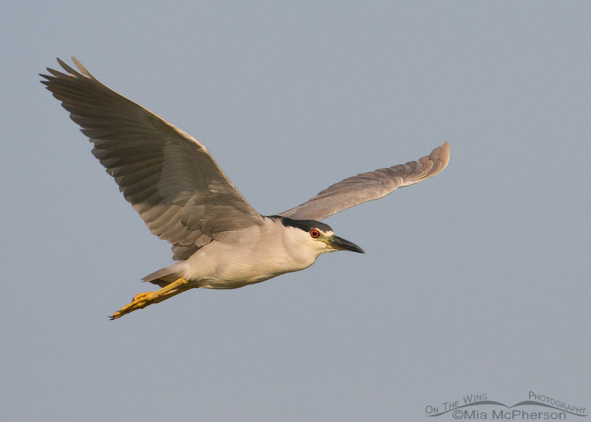 Black-crowned Night Heron in flight over the Bear River Migratory Bird Refuge, Utah