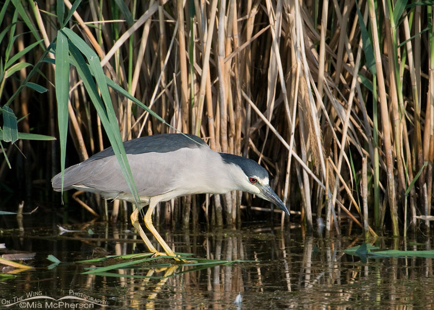 Black-crowned Night Heron foraging for prey in the marshes of Bear River Migratory Bird Refuge, Box Elder County, Utah