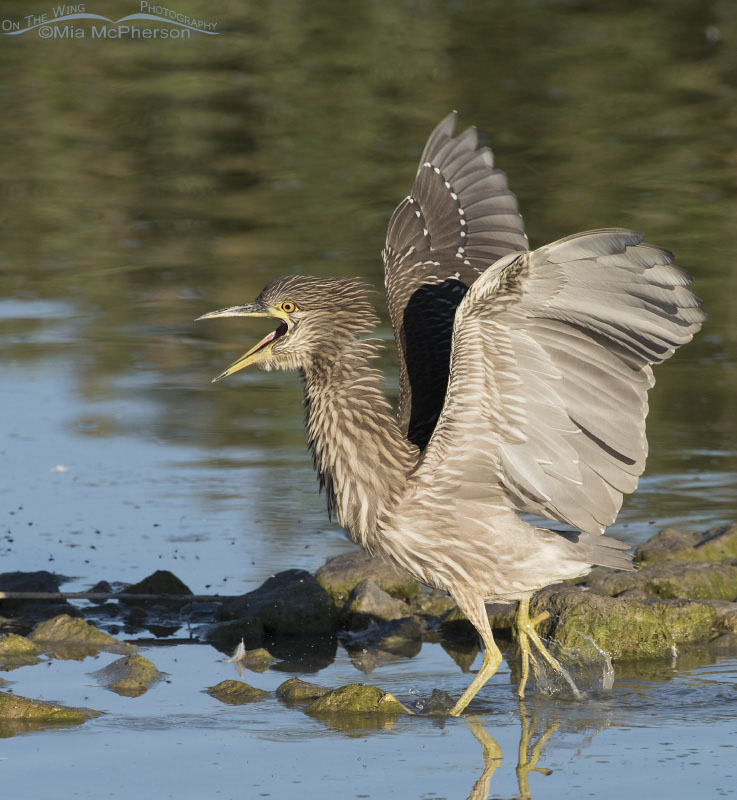 Juvenile Black-crowned Heron in a defensive posture at Bear River Migratory Bird Refuge, Box Elder County, Utah