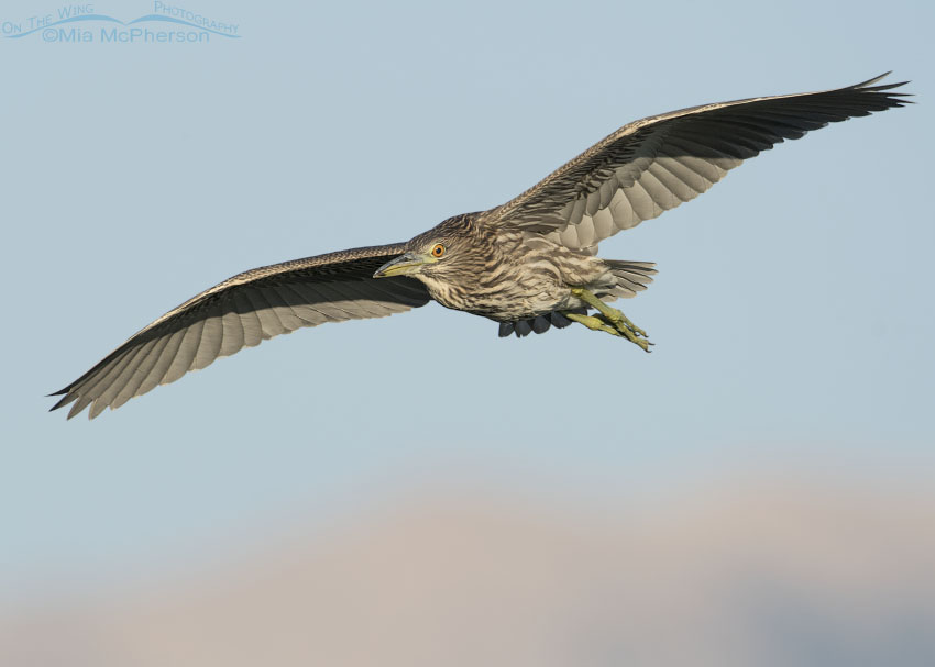 Flying juvenile Black-crowned Night Heron with Promontory Mountains in the distance, Bear River Migratory Bird Refuge, Box Elder County, Utah