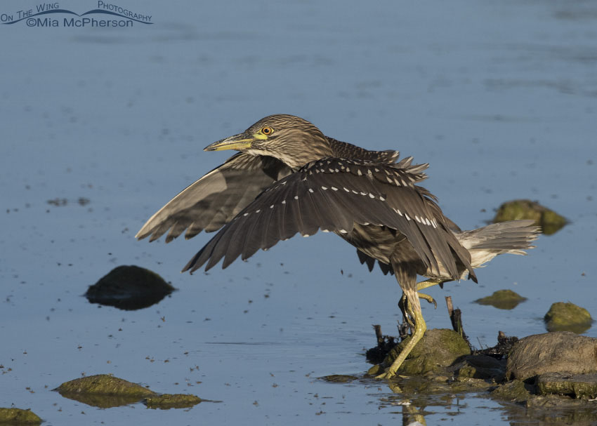 Juvenile Black-crowned Night Heron landing in the Bear River, Utah