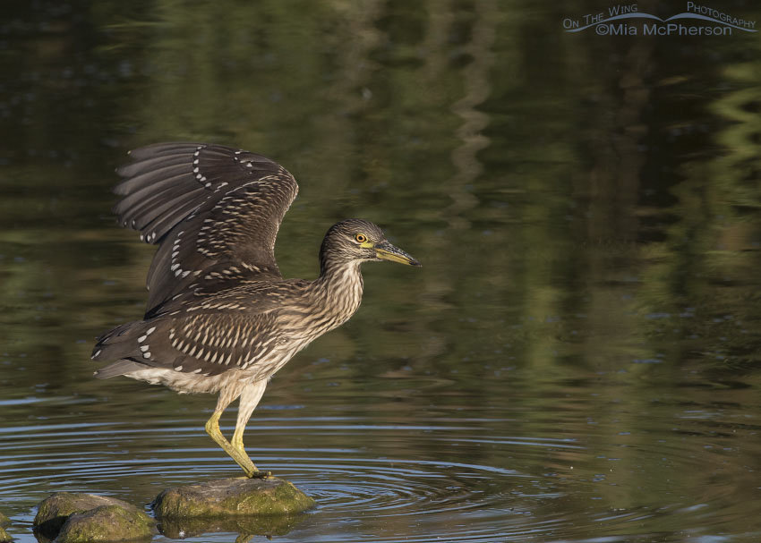 Immature Black-crowned Night Heron stretching a wing, Bear River Migratory Bird Refuge, Box Elder County, Utah