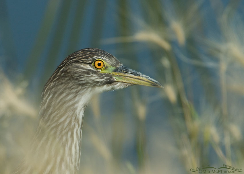 Juvenile Black-crowned Night Heron stalking prey in a marsh at Bear River Migratory Bird Refuge, Box Elder County, Utah