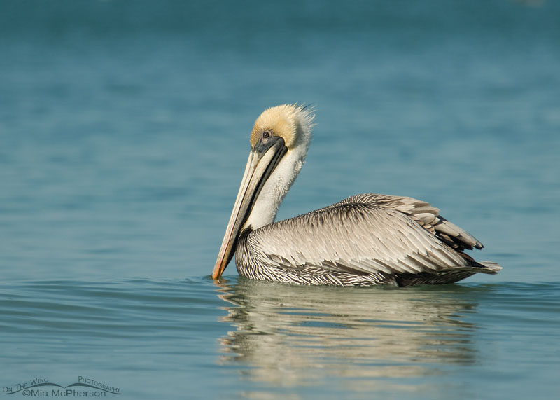 Adult Brown Pelican floating on the Gulf of Mexico, Fort De Soto County Park, Pinellas County, Florida