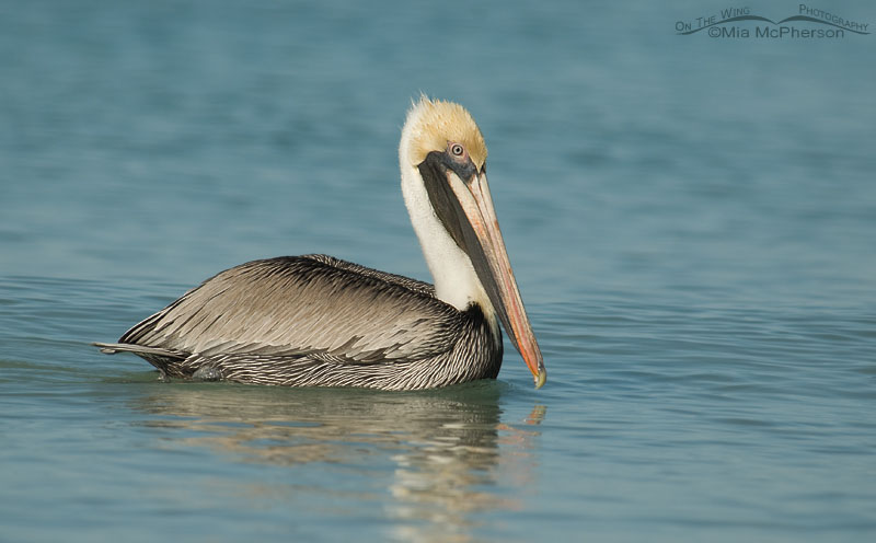 Adult Brown Pelican in breeding plumage, Fort De Soto County Park, Pinellas County, Florida