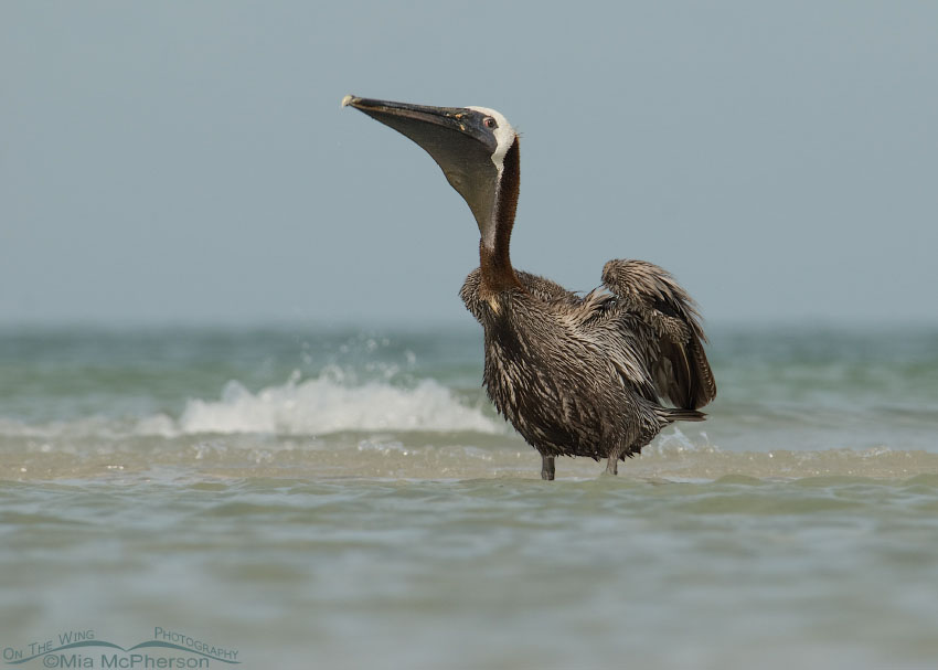 Brown Pelican in the surf, Fort De Soto County Park, Pinellas County, Florida